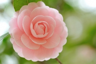 粉花.jpg