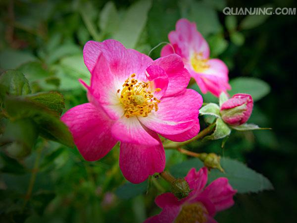 月季花3.jpg